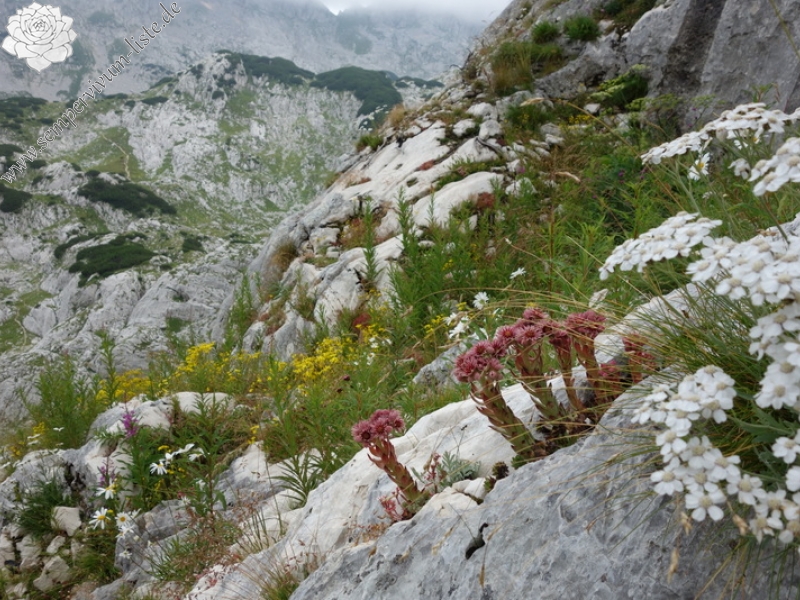 marmoreum from Durmitor NP (2 forms)