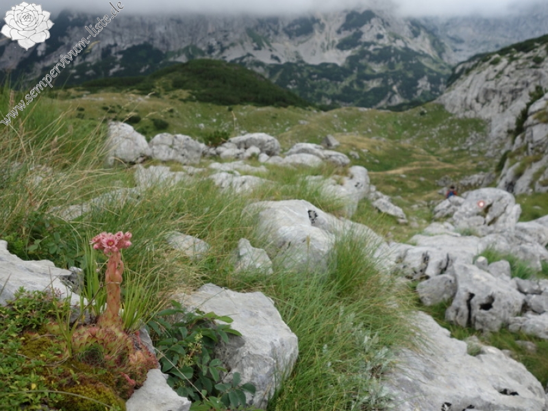 marmoreum from Durmitor NP (2 forms)