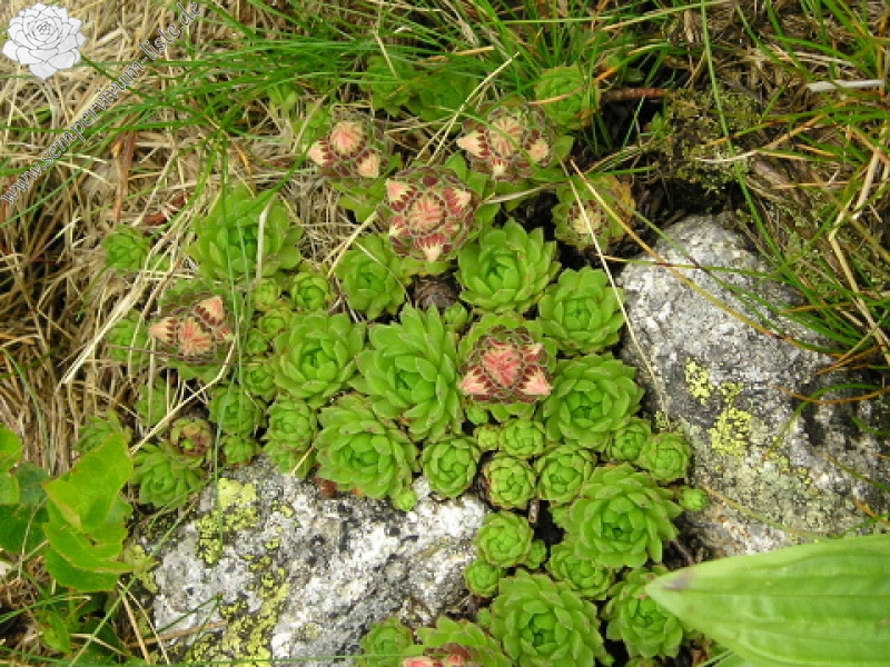 montanum ssp. carpathicum from Konské
