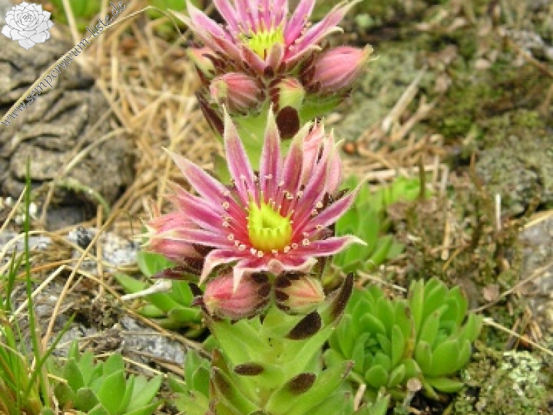 montanum ssp. carpathicum from Konské