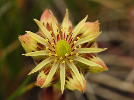 ciliosum ssp. octopodes from Ilinden, N Abhang