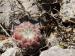 ciliosum ssp. ciliosum from Lipova Livada