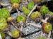 glabrifolium cf. from Mt. Aragac (Typ PH8008)