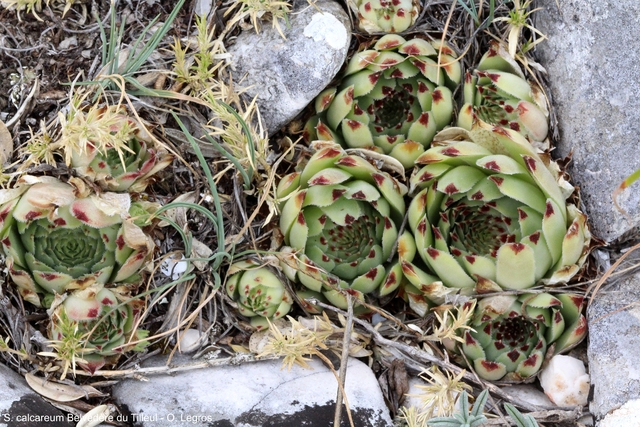 calcareum from Route des crêtes au Belvédère du Tilleul 