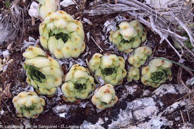 calcareum from Col de Sanguinet