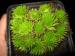 arachnoideum (bryoides) from "Sapa"