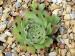 calcareum from Cheiron