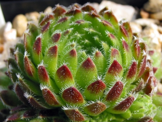 ciliosum from Peštani 