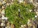 caucasicum from Kaukasus