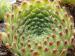 ciliosum (bandericum)