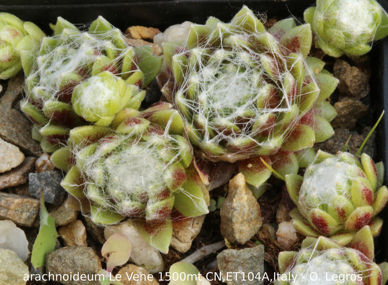 arachnoideum from Monte Le Vene