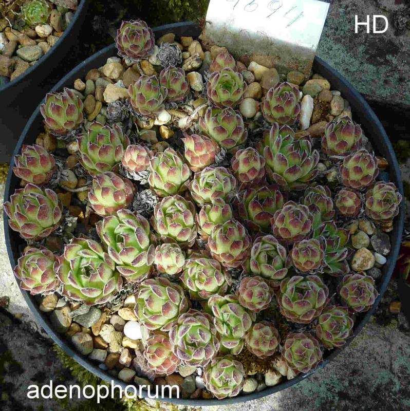 "adenophorum"