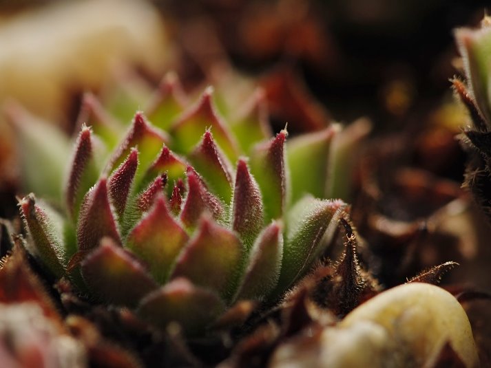 sp. from Nistrovski Korab