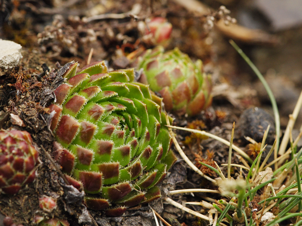 globiferum ssp. globiferum from Týřov