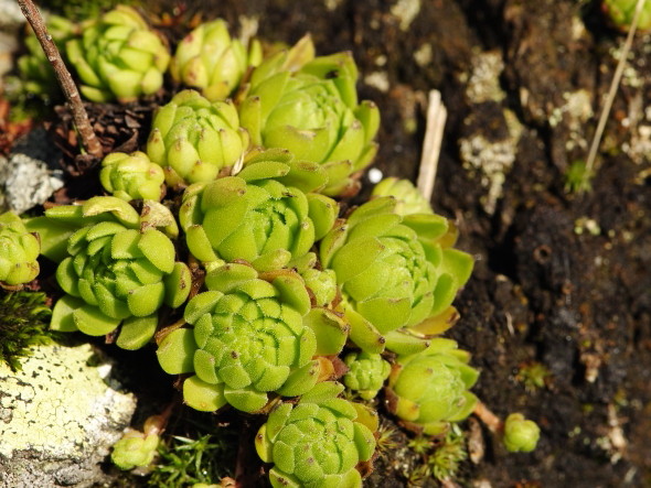 montanum ssp. carpathicum from Žiarské sedlo