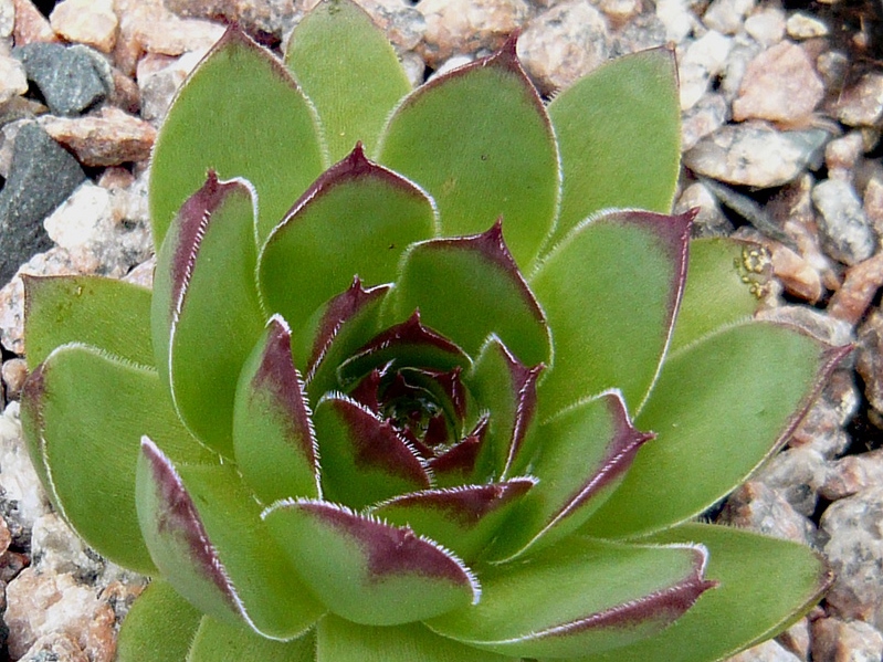 tectorum var. arvernense from Rocher de Bonnevie (Typ 01A)