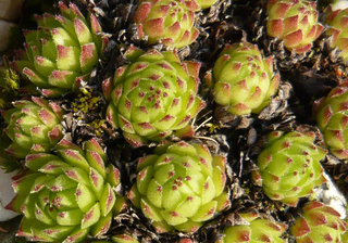 montanum ssp. stiriacum