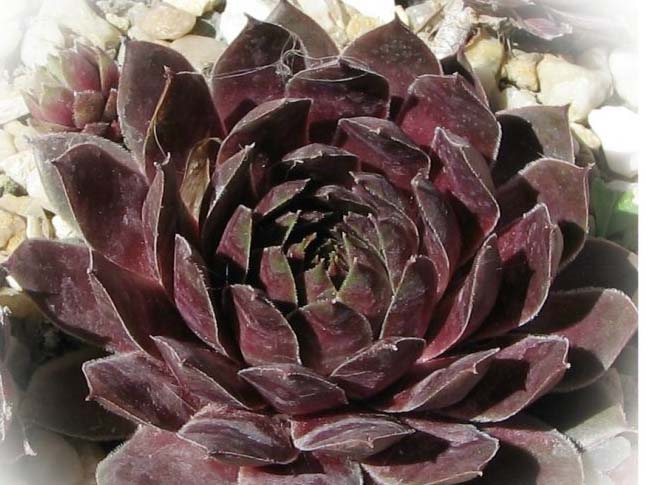 tectorum var. tectorum (vicentei)