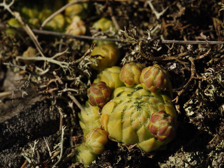 globiferum ssp. globiferum from Svatá
