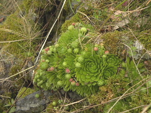 globiferum ssp. globiferum from Krsy