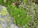 montanum ssp. carpathicum from Veľká hoľa