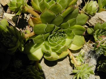 marmoreum ssp. marmoreum from Straße nach Ilovita