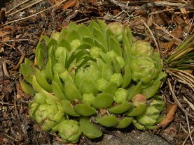 globiferum ssp. globiferum from Sepuska