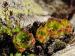 heuffelii from Ribnosee, unterhalb