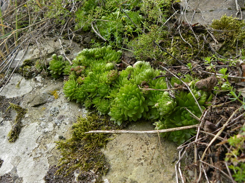 globiferum ssp. globiferum from Špičák bei Mezí