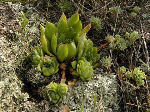 marmoreum ssp. marmoreum from Cheile Turzii (unten)
