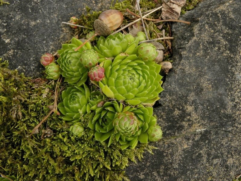 globiferum ssp. globiferum from Třeboň, Svět