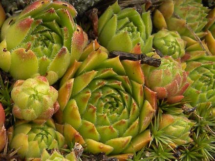 tectorum var. tectorum (alpinum) from Col du Tourmalet (unterhalb)