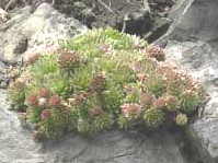 globiferum ssp. globiferum from Liblín (nahe der Brücke)