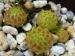 globiferum ssp. hirtum from Annenheim