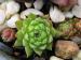 globiferum ssp. hirtum from Budai Mts Typ B HO