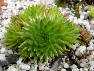 globiferum ssp. hirtum from Margarethen