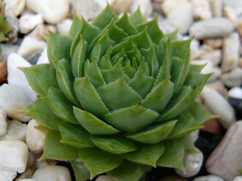 tectorum from Mont Blanc