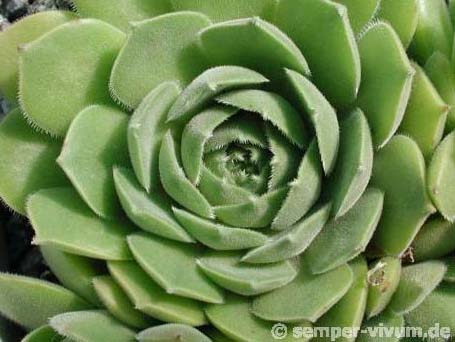 transcaucasicum from Tbilisi (Typ PH904)