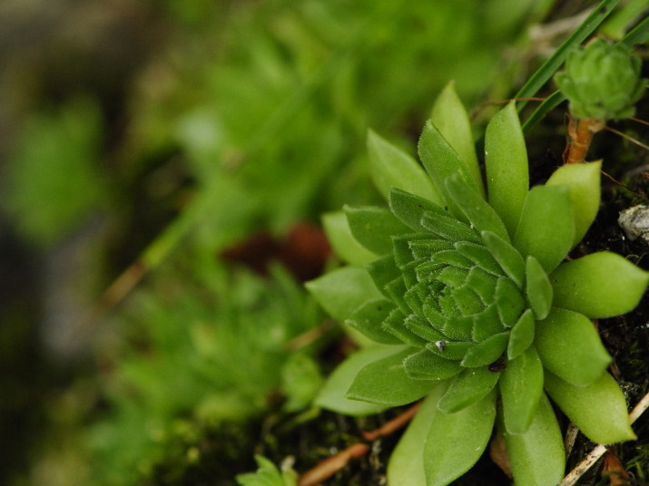 montanum ssp. heterophyllum from Starý hrad