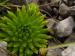 globiferum ssp. hirtum (preissianum) from Sivý vrch