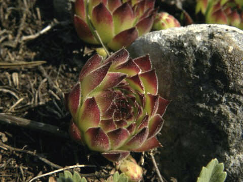 marmoreum from Ćurovac, S Abhang