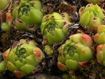 montanum x S. tectorum from Col du Tourmalet (unterhalb)