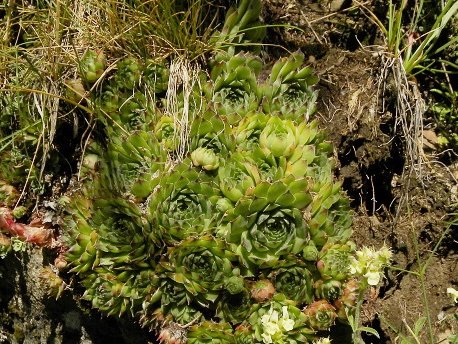 tectorum var. tectorum from Valle de Ordesa
