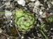 globiferum ssp. hirtum (hirtum) from Voniaca