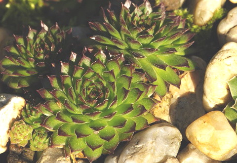 marmoreum from Korita