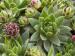 globiferum ssp. hirtum (glabrescens)