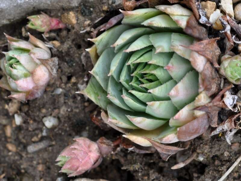 tectorum var. tectorum (schottii)
