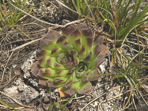 heuffelii (glabrum) from Kom Vasojevički (Gipfel)