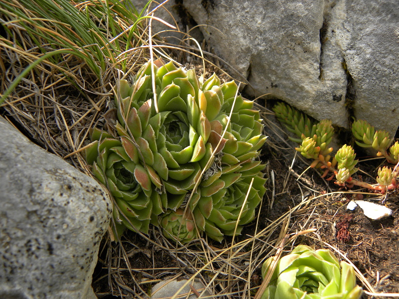 heuffelii (glabrum) from Mala Greda