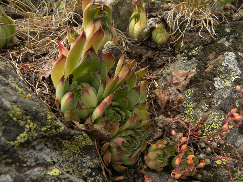 tectorum var. tectorum from Sant Maurici, See